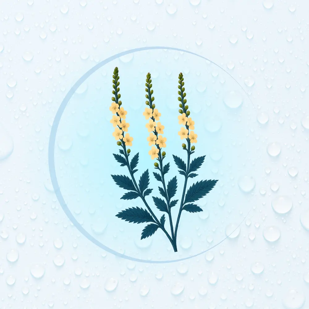 Bachblüte Nr. 1: Agrimony (Illustration)