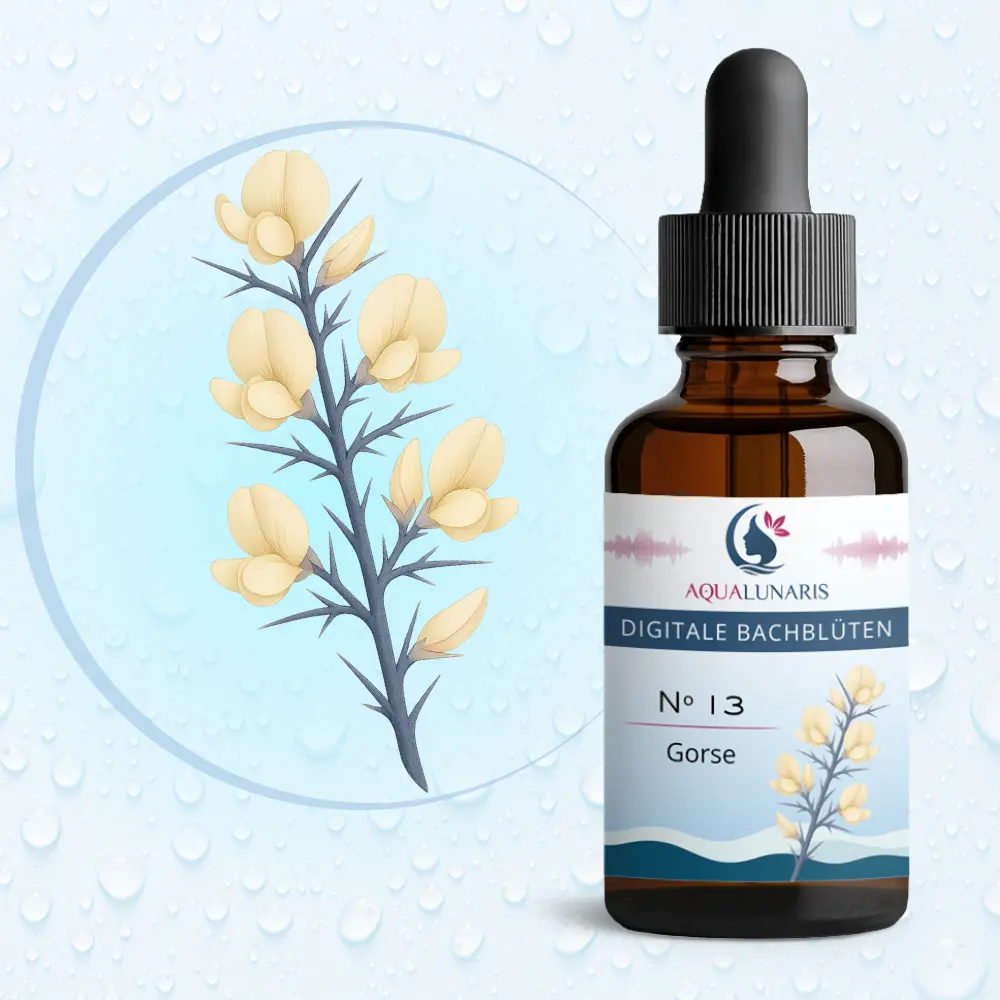 013 - Gorse Bachbluete Produktbild