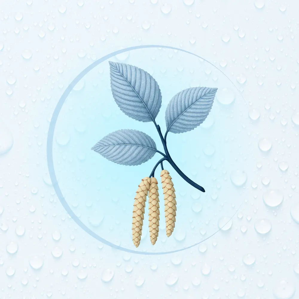 Bachblüte Nr. 17: Hornbeam (Illustration)