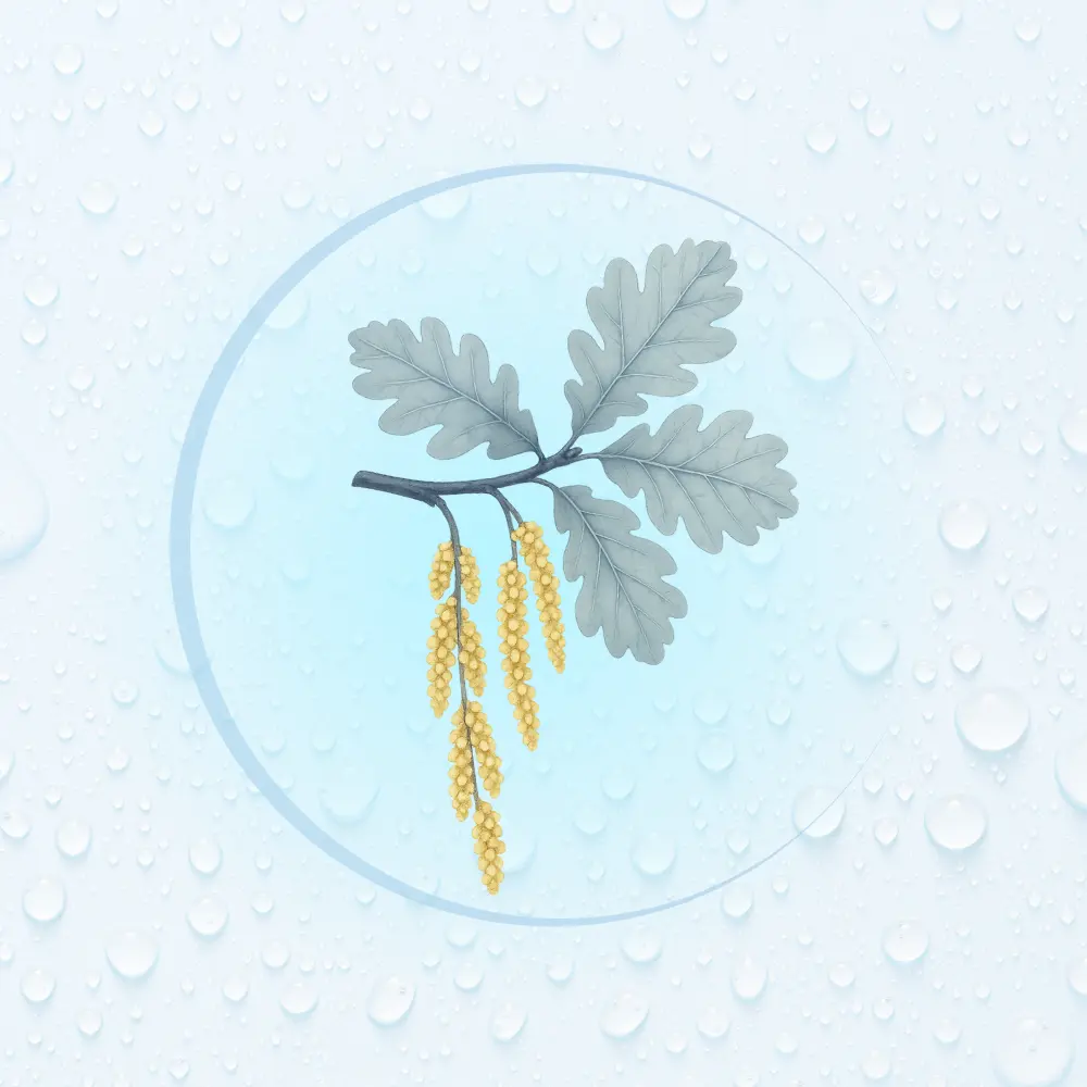 Bachblüte Nr. 22: Oak (Illustration)