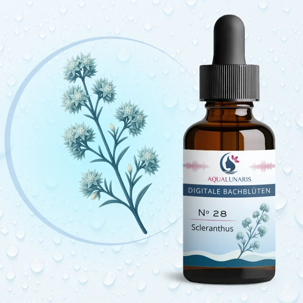 028 - Scleranthus Bachbluete Produktbild