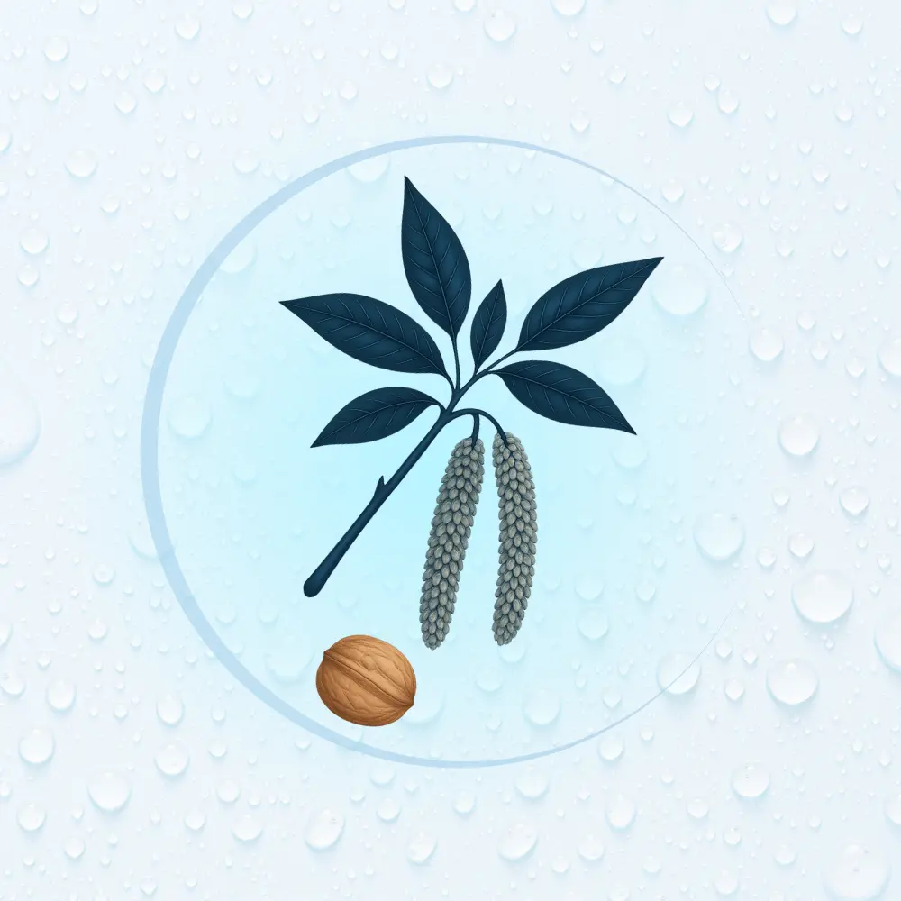 Bachblüte Nr. 33: Walnut (Illustration)