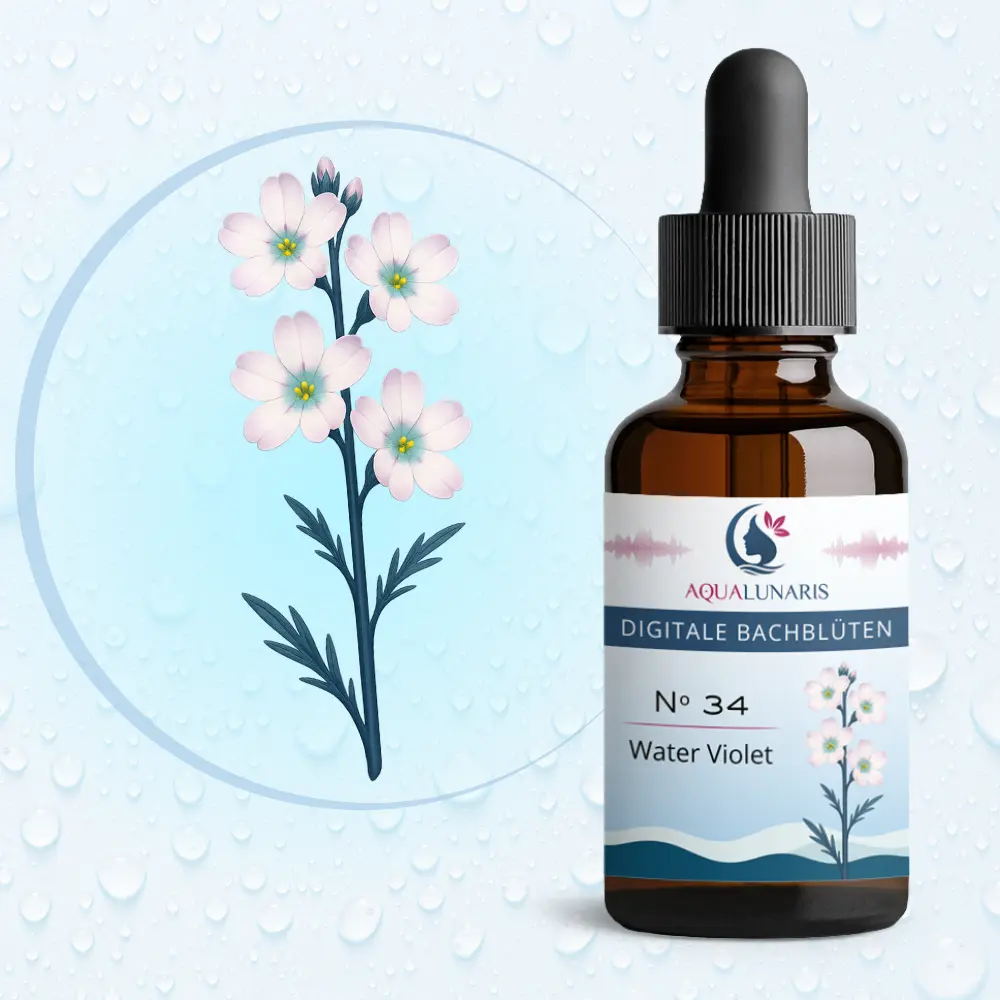 034 - Water Violet Bachbluete Produktbild
