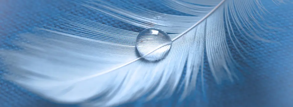 Eine weisse Feder mit einem Wassertropfen